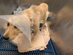 Animal Cruelty – Dover Borough